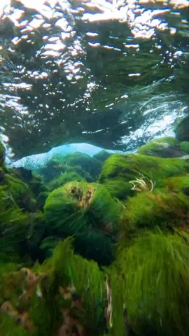 Straight into this rock 😂  I already missed the rivers in Iceland. How can the moss, algae or whatever it is live in the water at this temperature? #iceland #pov #calm #underwater #nature #travel #reisen #snow #eis  #river