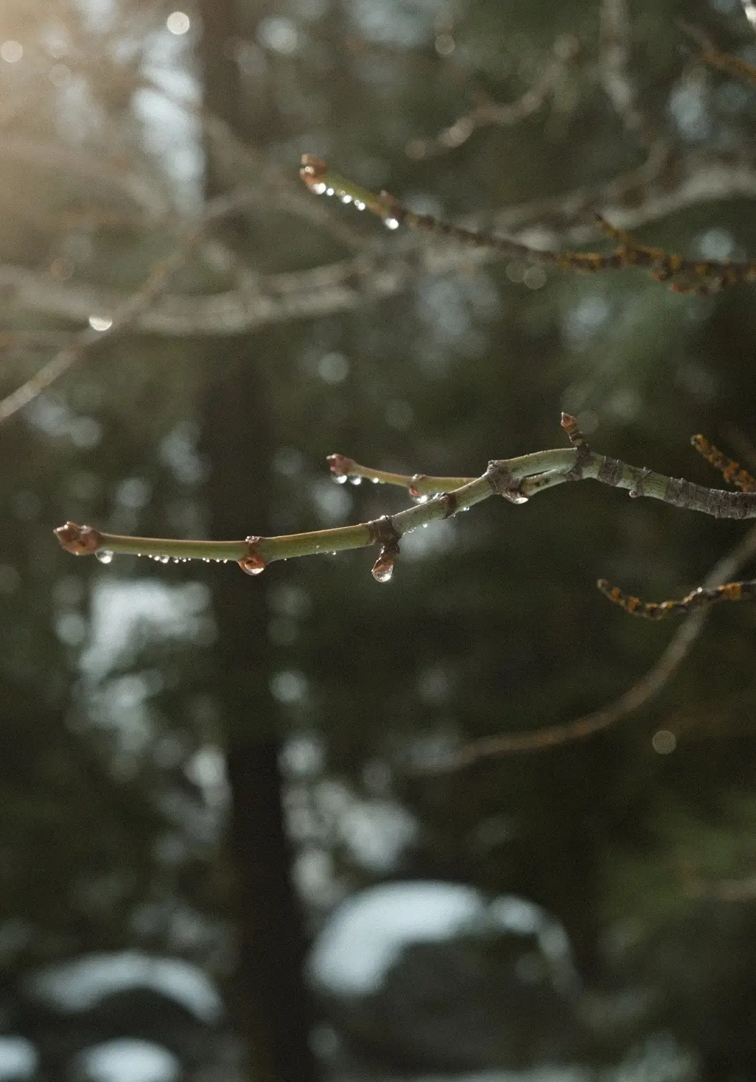 #nature #naturephotography #photography #forestcore #morningdew 