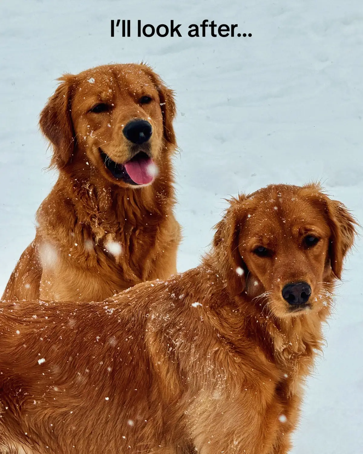 will never stop making tiktoks about my babies. they are so loved 🤍 #fyp #goldenretriever #puppies 