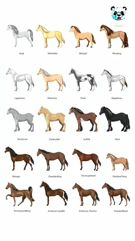 Standardbred é uma raça de cavalo Americana que tem ganhado evidência em virtude de sua habilidade de manter altas velocidades de trote por longos períodos de tempo confortavelmente.#horseracing #horselove #horseshow #horselover #horseriding #horsesoftiktok #standardbred 