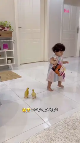 من يوميات حُب مع البطات 🤣🦆💛 اصحاب البرنامج الاصفر شافوها قبلكم 😂😍 ضيوفني هناك اصور يومياتنا اكثر 🫶🏻 نفس يوزر حسابي هنا : rooh_dawood واسهل لكم الرابط بالبايو ❤️ #بنتي #بط #اكسبلور #تصويري #ضحك #explore #fyp #هاشتاق #اطفال #like 