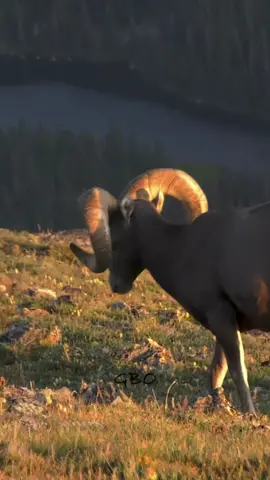 Last light at 12,000 feet is always great but it’s even better with big rams up close!  www.GoodBullGuided.com  #Photography #wildlife #nature #colorado #reels #goodbull #wildsheep #bighornsheep 