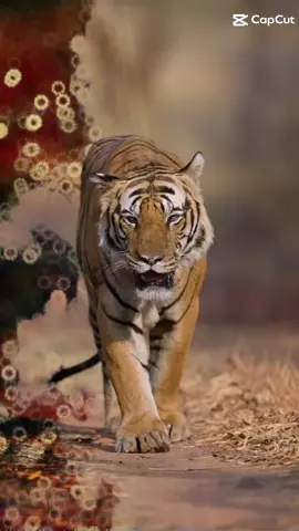 @(TIGER GROUP)Priyankahmedtuhin