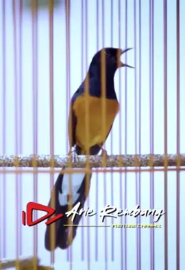 Isian sogon, cungkok, jangkrik, lovebird, kinoi, dan ciblek 👍🏻 #MB.Rosemary . . . #fyp #fypシ #fypシ゚viral #fypp #fypdong #murai #muraibatu #muraibatumedan #kicau #kicaumania #burung #bird #SMM #SKN #SKMN 