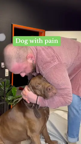 Dog with pain…. #foryou #Love #dogsoftiktok #animals #doglover #hundevideos #chiropractortiktok #asmr #pain 