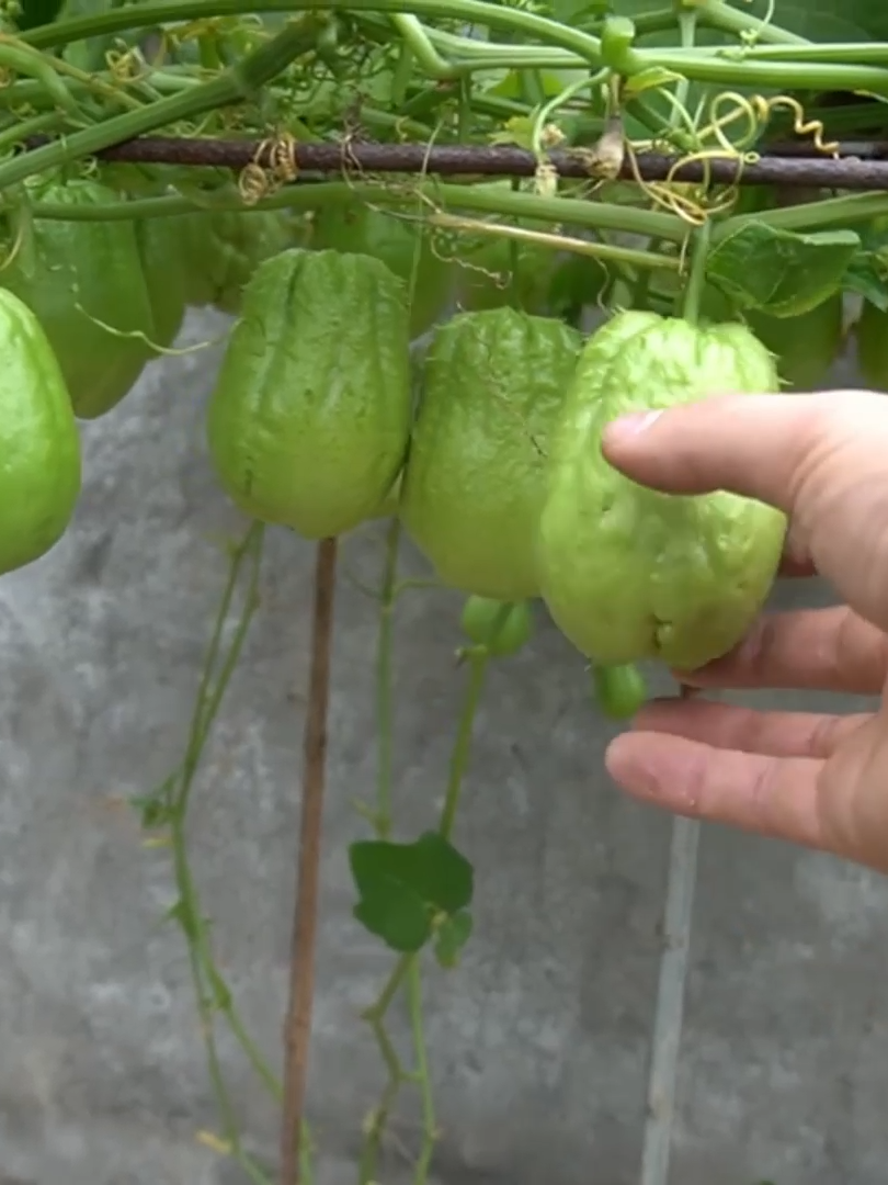 Terra de Minhoca Como plantar chuchu em casa, como plantar chu chu suspenso, como plantar chuchu em vaso. Qual é o mês para se plantar chuchu? O chuchu pode ser plantado durante todo o ano em regiões de clima quente, mas é geralmente recomendado plantá-lo na primavera ou no início do verão, quando as temperaturas começam a subir. Em regiões mais frias, o ideal é plantá-lo na primavera, quando não há mais risco de geadas. Qual a maneira certa de plantar chuchu? Para plantar chuchu, você pode utilizar sementes ou mudas. As sementes podem ser colocadas diretamente no solo, com uma distância de cerca de 2 a 3 metros entre cada planta. As mudas podem ser plantadas de forma semelhante. O chuchuzeiro precisa de um suporte para crescer, então é recomendado instalar uma treliça, cercado ou outro tipo de estrutura para as plantas se apoiarem à medida que crescem. O que fazer para o pé de chuchu produzir? Para promover uma boa produção de chuchu, é importante fornecer as condições adequadas de cultivo. Isso inclui um solo bem drenado e rico em matéria orgânica, regas regulares sem encharcar o solo, exposição ao sol direto por pelo menos algumas horas por dia e a utilização de adubos orgânicos ou fertilizantes equilibrados, especialmente durante o período de crescimento ativo da planta. Quanto tempo para o pé de chuchu produzir? O chuchu geralmente começa a produzir frutos cerca de 3 a 4 meses após o plantio, dependendo das condições de cultivo e do clima da região. No entanto, em algumas situações, pode levar um pouco mais de tempo para que a planta atinja a maturidade e comece a produzir chuchus de forma consistente. #plantas #hortaemcasa #hortaemvasos #cultivandoaterra #horta #hortaorganica #hortanalage #cultivaremvasos #temperos #terrademinhoca