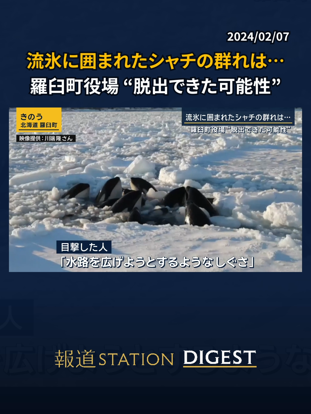 流氷に囲まれたシャチの群れは…羅臼町役場“脱出できた可能性” #報道ステーション