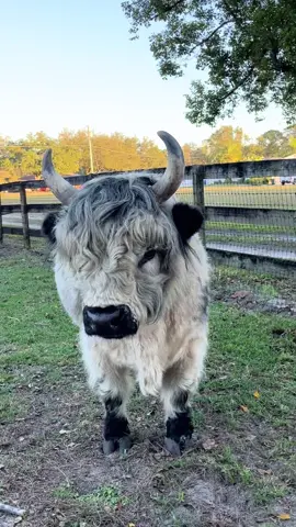 🖤🤍Meadows🤍🖤 5 year old Highpark bull! 😍 Love my boy!! #minifluffycows #highparkcow #cow #bull #minibull #fluffycow #cowsoftiktok #fypシ #fyp #cowlover #fuzzycow #cowfarm #hobbyfarm 