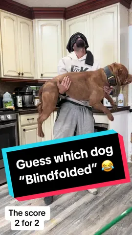 Trying to guess which dog is in the room blindfolded 😂😩😵‍💫 part 1 🎥🤷🏾‍♂️😩 #fyp #foryou #viral #dogsoftiktok 