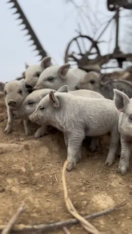 Piglets 😍 #summershadefarms #farmlife #mangalitsa #piglet #pastureraised #permaculture #kentucky 