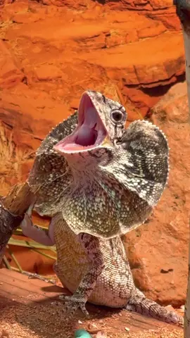 Frilled Dragon Yawn🦎💤 #frillednecklizard #frilleddragon #lizard #lizards #lizardsoftiktok #reptile #fyp