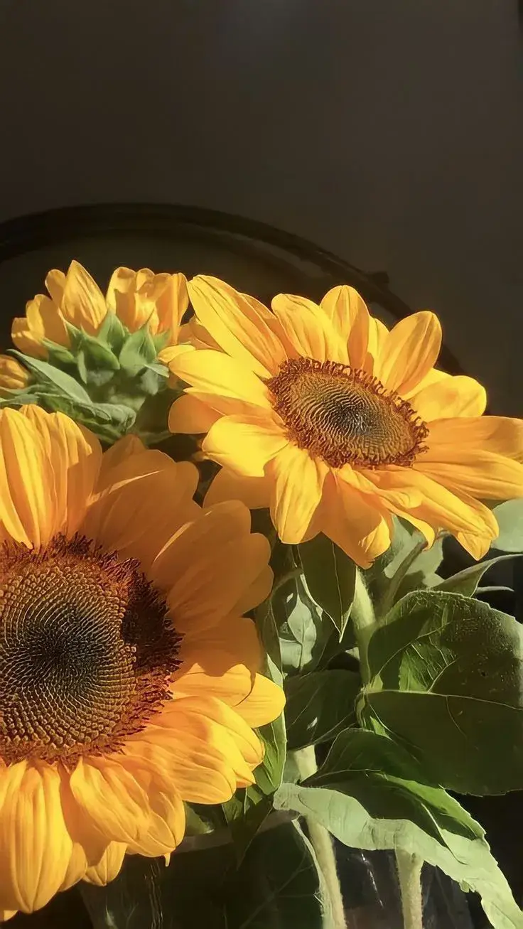 sunflower #aesthetic #sun #flowers #fypシ #2024 #kuning #yellow #dhyna #bismillahfyp #please 