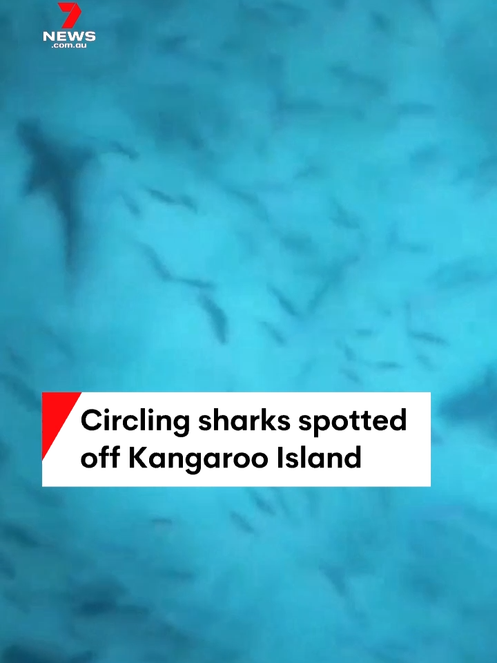 A spectacular sight off Kangaroo Island with drone capturing almost a dozen sharks circling at Pennington Bay. #KangarooIsland #Shark #7NEWS