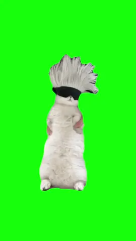 Satoru Gojo Cat Dancing | Green Screen #cat #catmeme #dance #satorugojo #anime #meme #fyp 