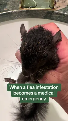 https://linktr.ee/cookiekl #wildlife #wildliferehab #everylifematters #squirrel #blacksquirrel #babysquirrel #squirrelrehab #squirrelrehabber #squirrelrescuemom #squamma #squirrelrescue #fleas #fleainfestation #longisland #longislandwildlife  Since baby season is right around the corner for our wildlife, I thought it would be good to show my newer followers some of my more important, educational content. Fleas can kill, and in this case they actually did. Please, please take a flea infestation seriously, this is a true medical emergency and treatment cannot wait!  P. S. The toothbrushes in this video are there to assist in the removal of fleas, lice, maggots, and fly strike from fur. The toothpaste is only there, because my cleaning people insist on putting toothpaste near every toothbrush. There is a language barrier, and after years of trying to explain to them that those toothbrushes are not for teeth, I have given up and just leave the toothpaste there. 