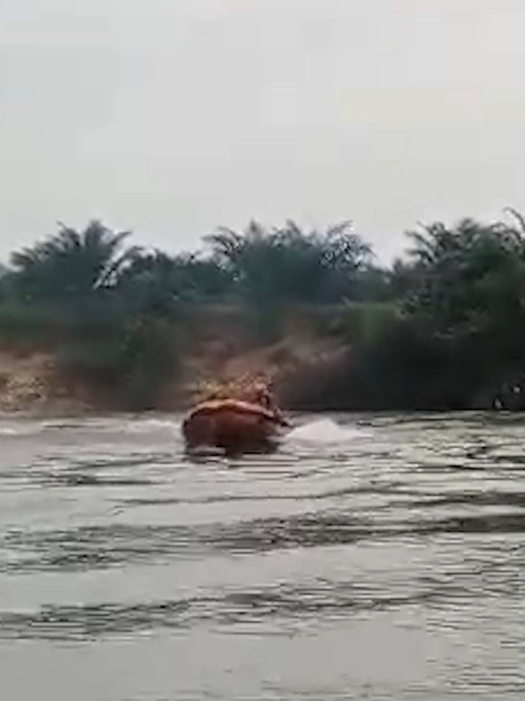 Berenang Di Sungai, Seorang Anak Hilang Tenggelam #fy #fyp #tiktok #tiktokberita #hanyut #tenggelam #sungai #kampar #riau #basarnas #riautelevisi