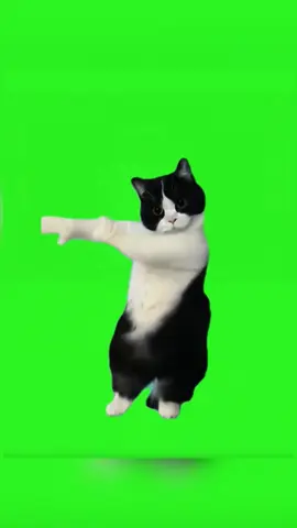 Dancing cat #cat #foryou #catlover #cute #pet #fyp #funnycat #kesayangan #life #happy #dancing 