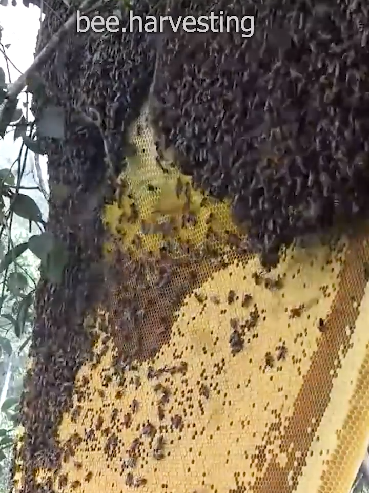 harvest king giant honey bee on higher tree🌴🐝🌴🍯 #bees #bee #beekeeper #beekeeping #beehive #honey #honeybee #honeycomb #harvest #natural #short #fy #fypシ #fyp #fypシ゚viral #viral #amazing #satisfying #2024 #tiktok #popular