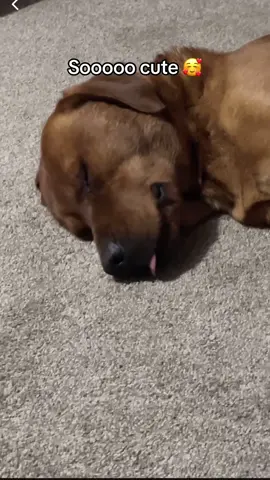 #dogs #dogsoftiktok #doglife #cutedog #dogtok 