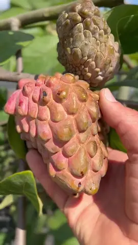 👩🏻‍🌾👍🏻🫠 custard apple #fruit #yummy #happy #travel #relax 