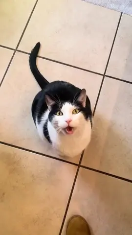 The end 🤣 episode 104 #funny #funnyvideos #cat #catsoftiktok #pet #fyp #foryou #funnycat #funnypets #funnyanimals #🤣🤣🤣 #😂 #foryoupage 