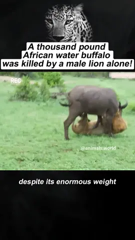 A thousand pound African water buffalo was killed by a male lion alone! #animals #wildanimals#fyp#foryoupage#