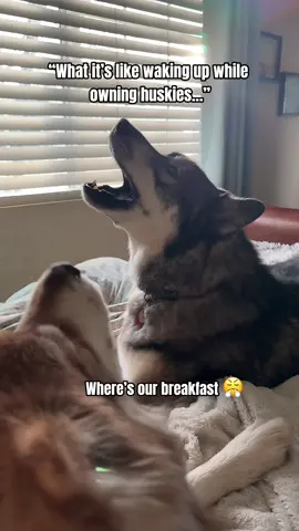 Mornings while owning Huskies 😅 #funnydogs #fypシ #husky #huskylife #foryou #singingdogs #dogsoftiktok #talkingdog #dramatic #funnyvideo #howlingdog #funnydogs #drama #huskyenergy #doghumor #lol #chaoticpets #funnytiktok #doglover #fyp #dog #dogs #huskiesoftiktok 