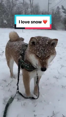 I love the snow. 🐕 #柴犬 #shibainu #shibadog #shibalove #pet #dog #happy #snow #Love #shibarmy 