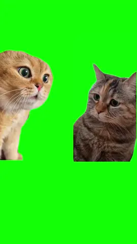 Cat talk meme #cameramenai