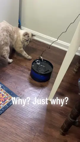 #bubbykitty checking out his new water fountain. He usually scratches at the floor and knocks his water bowl around until it all spills out. #issues #funnycatvideo #fyp #special