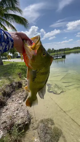 😮‍💨What an absolute unit of a peacock bass and my PB weighing in at 6.4Lbs  Caught it on the heat seeker stryker swimbait and the crystal eye heavy hitter jog head hook🔥 for anyone interested the link to my products is in my bio! #urbanfloridafishing #bassfishing #strykerswimbaits #heatseekerswimbait #southfloridafishing #bankfishing #peacockbassfishing #fishingvideos #floridafishing #southfloridafishing #pondfishing #fishingvideos 