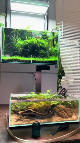 The result will shock you #aquascape #aquarium #plantedtank #plantedaquarium #tiktok #fyp #plants #fishtank #aquariumhobby #fypシ #foryou #light #nanotank #maintenance 