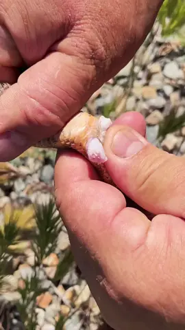 Wow I found this wild rattlesnake and determined that it is a boy🙌 These two little nodes coming out of the snake tell me it is a boy where if it was one it would be a girl🤯 Now if you ever see a wild snake DO NOT try this method!😅 I've been working with snakes for years and have a very good understanding of them so I am able to do this😁 Happy Wednesday y'all glad I'm able to share the life I live with y'all and educate everyone about these amazing animals🤩 • • • #wild #herpetology #herping #fun #cool #education #video #boy #or #girl #wow #wildlife #nature #snake #rattlesnake #educate #learn #amazing #beautiful #animals #tik #tok #tiktok #tiktokanimals 