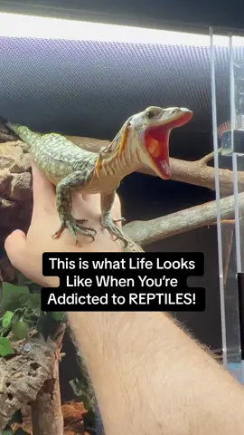 Life With Reptiles🦎#reptile #reptiles #reptilesoftiktok #fyp