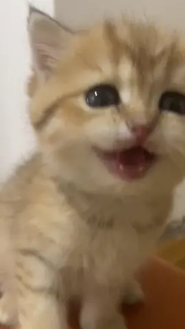 So cute#cute #fyp #cats 
