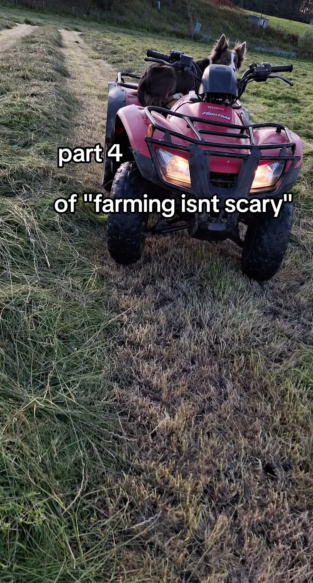 when I got back from grandas House I was walking to the house then I see the gate open which was ment to have about 15 cows in it at the time so I sprinted to my quad and tried finding them they had got into another feild some how so quickly got them back into the feild 