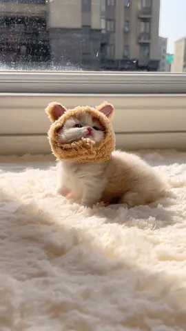 - OMG…cute kittens.🥰🥰#pet #cat #cutecatvideos #lovecats #kittens #kittensoftiktok #fyp #foryou 