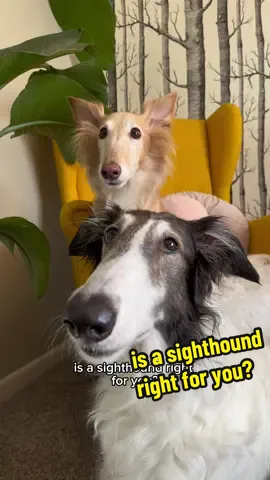 blink twice if you’re being held hostage by a sighthound 