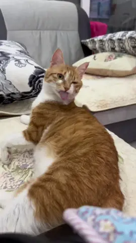 😂What is it doing？#cute #cat #fpy 