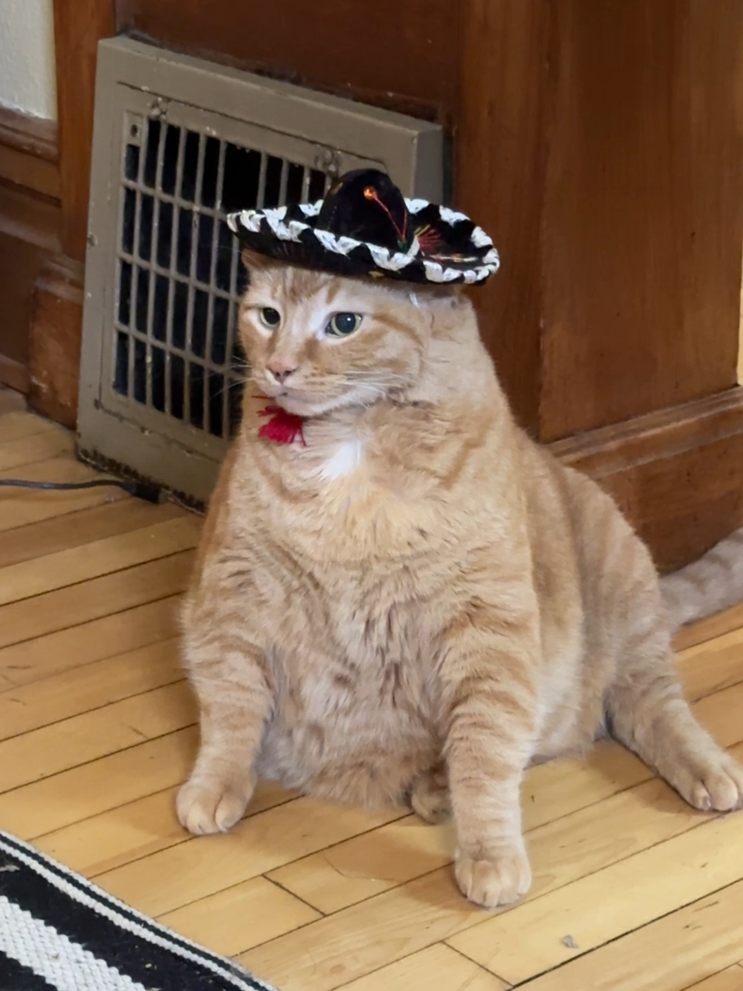 What a handsome gatito! 😺🪇😂 #Cats  #Sombrero  #Funny  #ViralHog