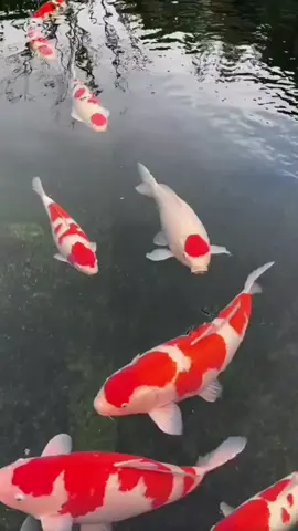 เช้านี้ชมปลาคาร์ปสวยๆน้ำใสกันครับ🎏❤️ #koi #สวน #ปลาคาร์ฟ #garden #ปลาคาร์ป #ปลา #ปลาทอง #บ่อปลา #goldfish 