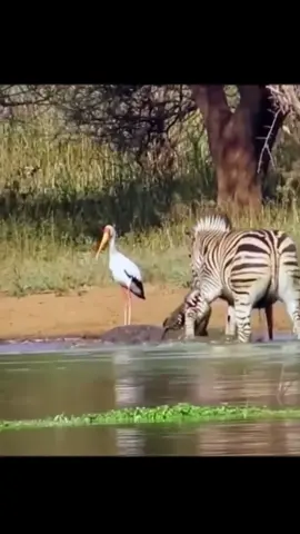 Crocodilo atacando uma Zebra #crocodile #repteis #zebra #animalsurvival #wildanimals #trend #tiktok 