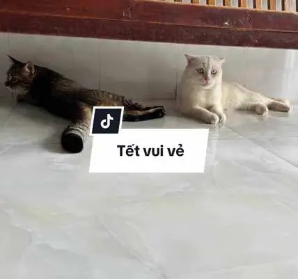 No cap  #meo #cats #cats #meow 