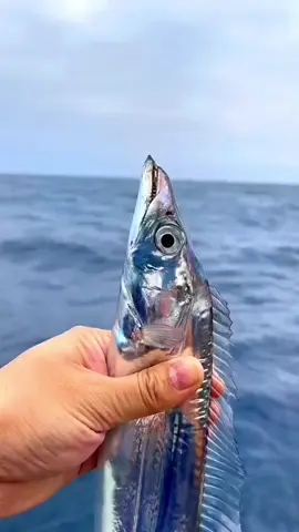 #viral #fishing #fyp #fishcontent #fishin #bigfish #titkok #gofishing #commercialfishing #crazyfish #fypシ 