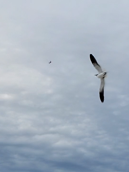 Flordia Vacation Seagull Feast on beach #viral #viraltiktok #vacation #vacationmode #beachlife #recovery #slowmo