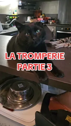 LA TROMPERIE DE SAPHYRE PARTIE 3 JOR-EL S'EN MÊLE 😬@Clochette Doublage Animaux  #tromperie #tromperiedecouple #trahison #clochetteandcie #choqué #chatquiparle #doublageanimaux 