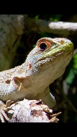 #tiktok #animals #foryou #animalsworld #lizards #fyp 