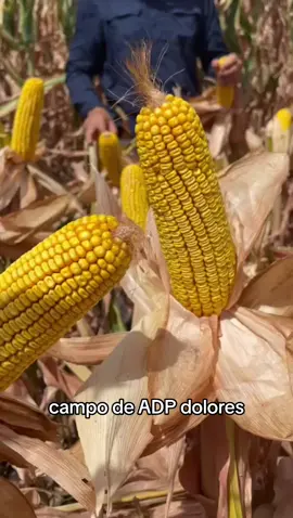Simplente en Corto 🌽 #fypシ゚viral #agriculture #maiz #campo 
