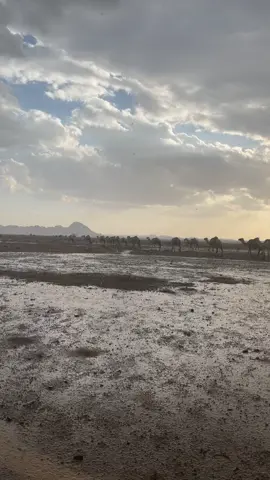 #العمودة_الشمالية #القصيم 