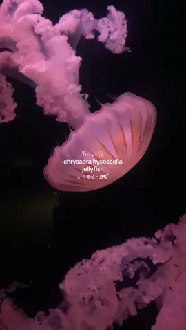 ★ — CLIPS ARE FROM @freia🥂 (tytysm ❤️❤️) #fyp #fy #jellyfish #aquarium #ocean #xybca #xyzbca #xuhuong #parati #pourtoi #sealife #parati #compassjellyfish #oceanlife 